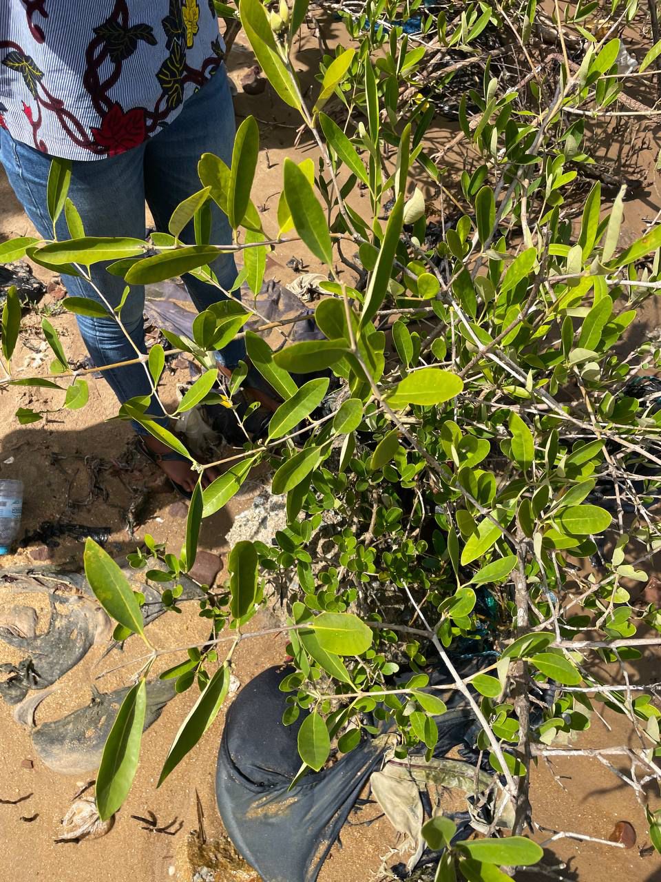 World Environment Day: Highlight on Mangroves (ACECoR)