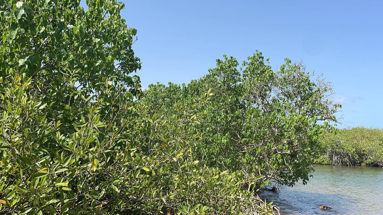 World Environment Day: Highlight on Mangroves (ACECoR)