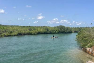 World Environment Day: Highlight on Mangroves (ACECoR)